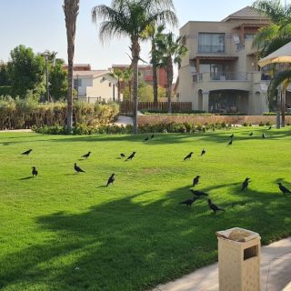 ein bay sokhna Resort New Giza