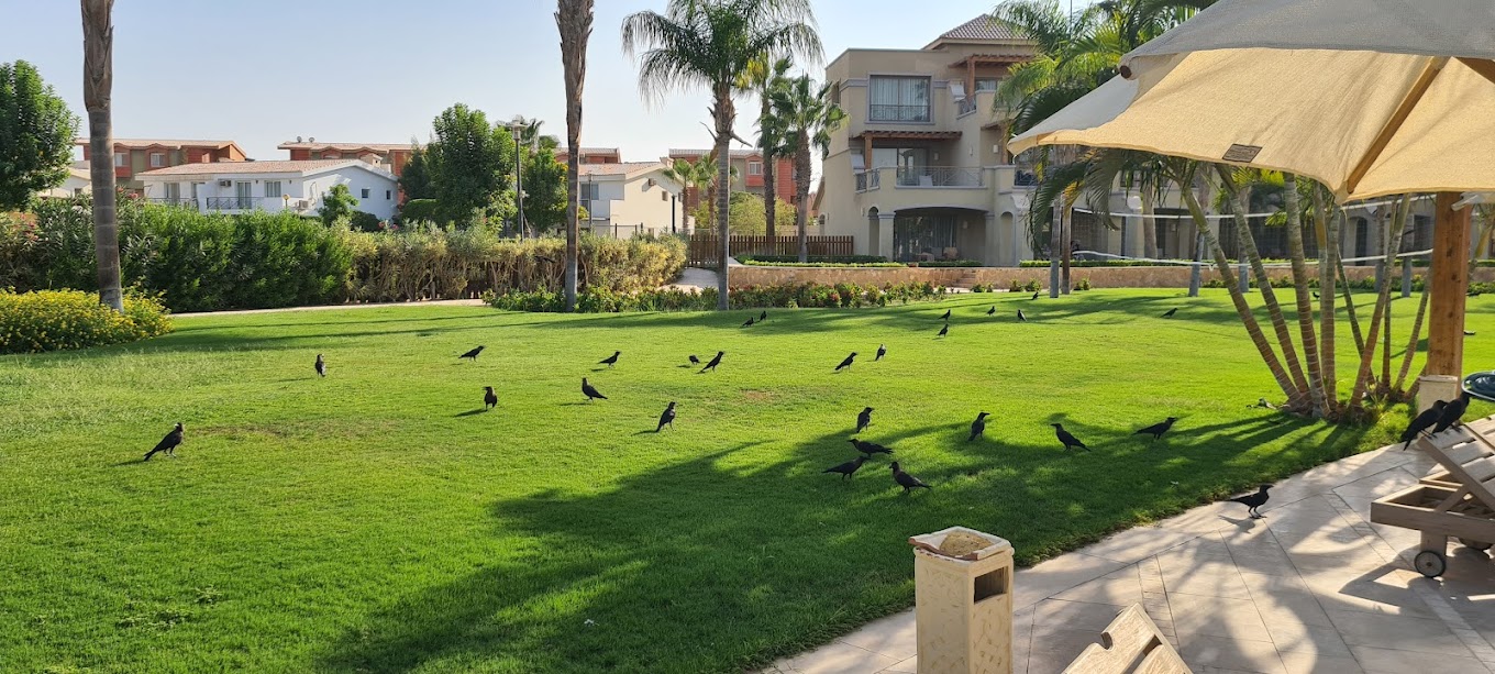 ein bay sokhna Resort New Giza