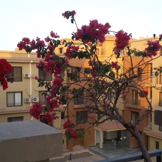 كمبوند لاكازا الشيخ زايد بيوند هولدنج – La Casa Compound Sheikh Zayed