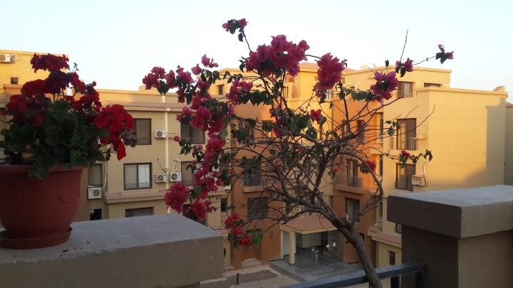 كمبوند لاكازا الشيخ زايد بيوند هولدنج - La Casa Compound Sheikh Zayed